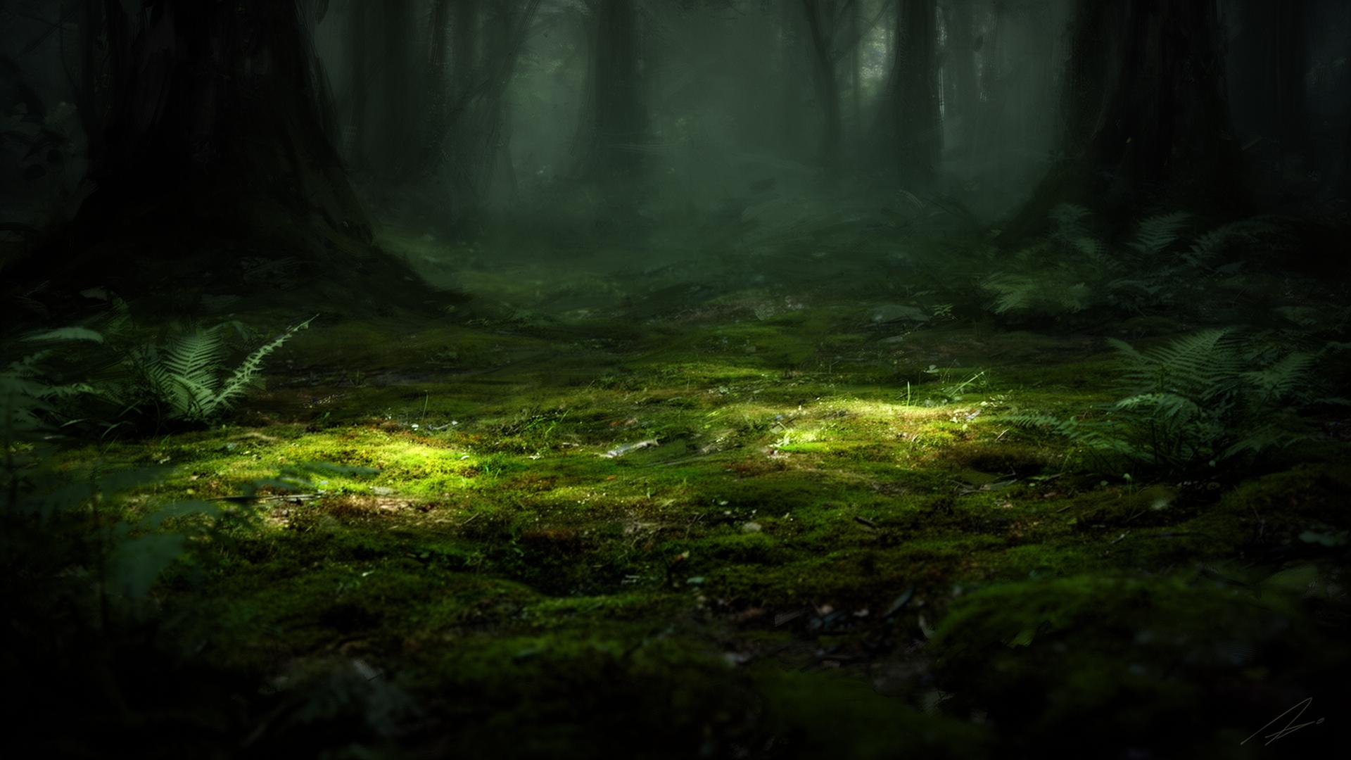 Mossy forest floor in dappled light